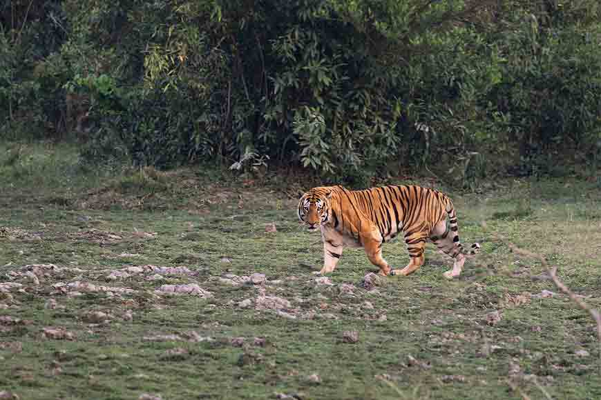 international-tiger-day-and-one-man-s-quest-to-photograph-the