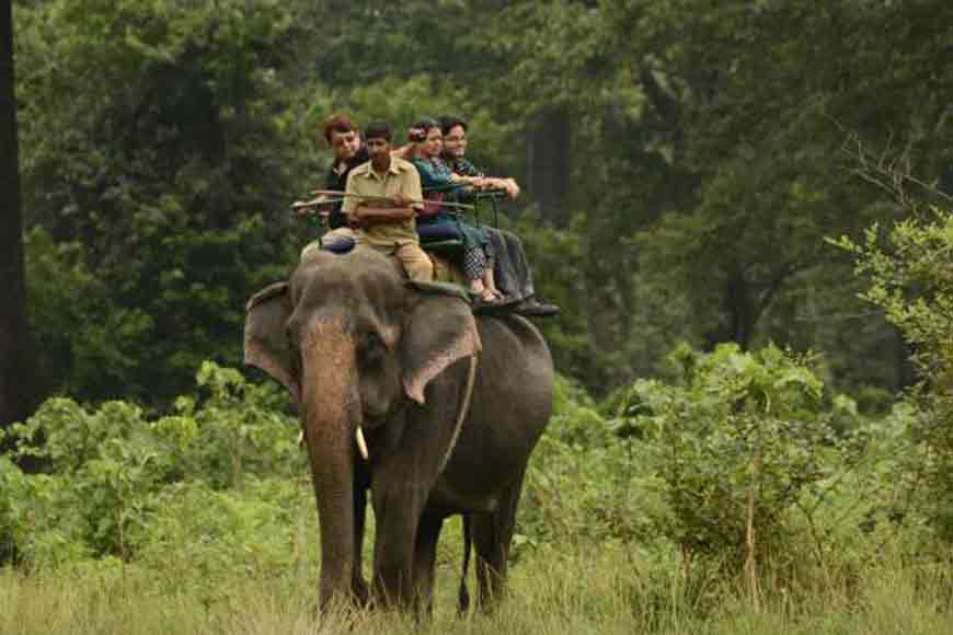 elephant safari in gorumara