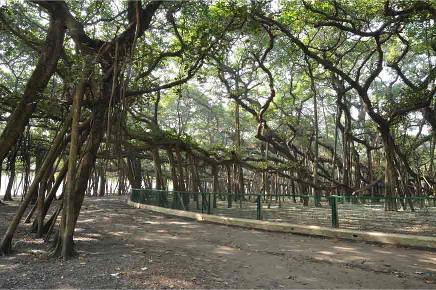 The Acharya Jagadish Chandra Bose Indian Botanic Garden successfully transplant big trees—a way to protect the green cover – GetBengal story