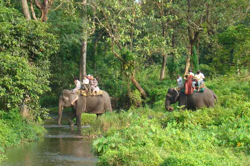 elephant safari in gorumara