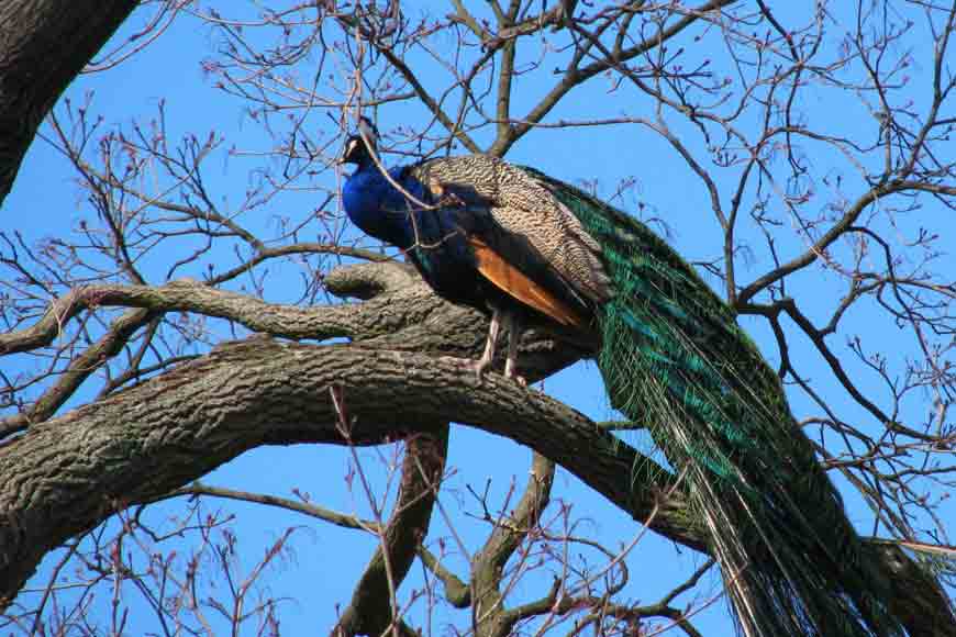 Mayur Mahal of Chinsurah – where peacocks reign - GetBengal story