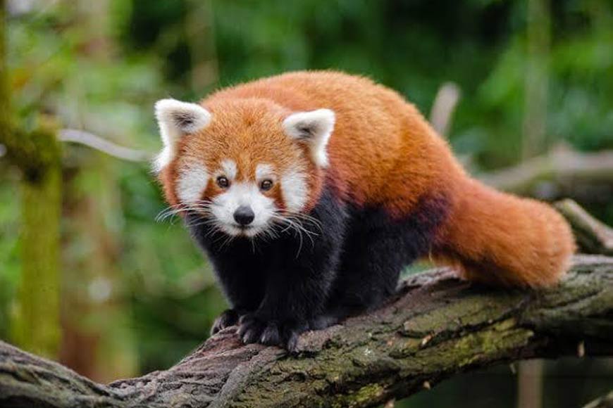 Red Panda programme gains global recognition for conservation excellence – GetBengal story