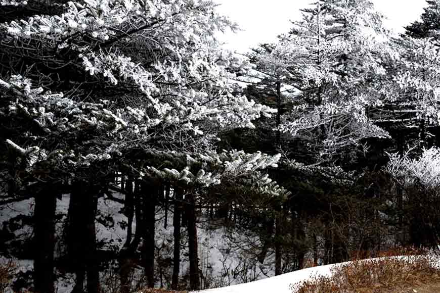 A magical trail to winter wonderland