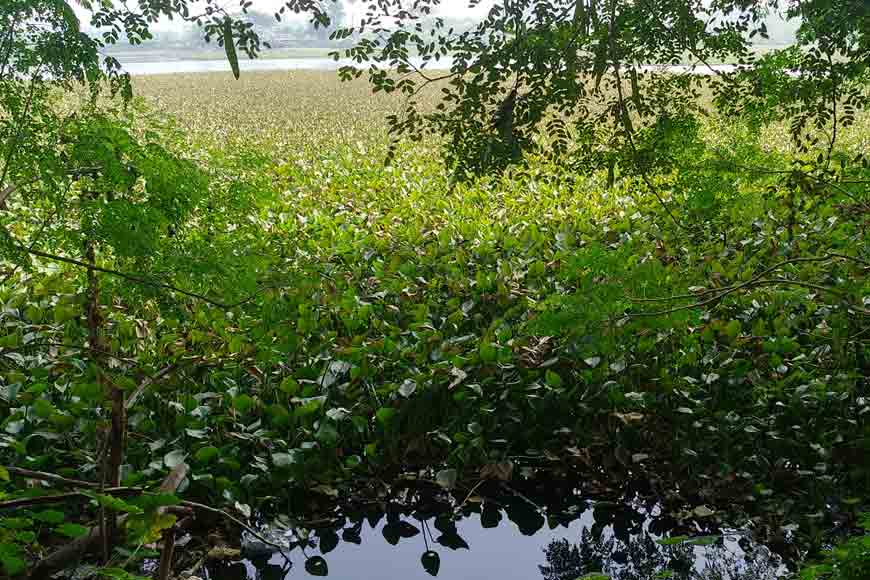 Water Hyacinth – a simple aquatic beauty with a complicated back-story - GetBengal story